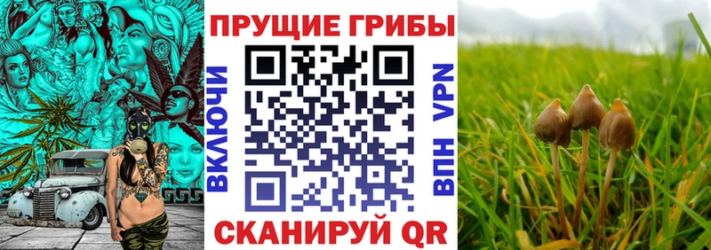 Псилоцибиновые грибы Cubensis Кирс